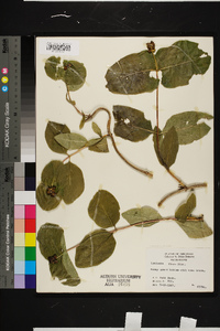 Lonicera flava image