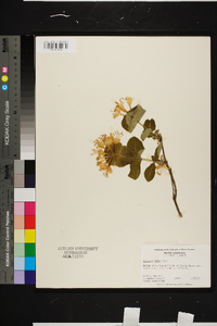 Lonicera flava image