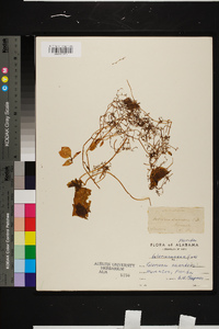 Valeriana scandens image