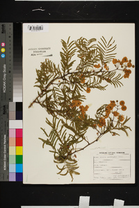 Image of Acacia brevispica
