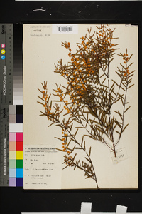 Acacia montana image