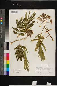 Albizia julibrissin image