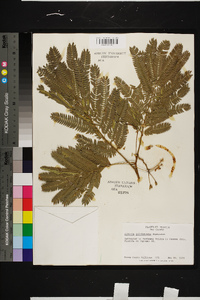 Albizia julibrissin image