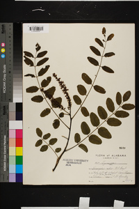 Amorpha glabra image