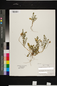 Astragalus villosus image