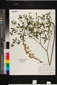 Baptisia albescens image