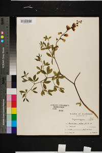 Baptisia albescens image