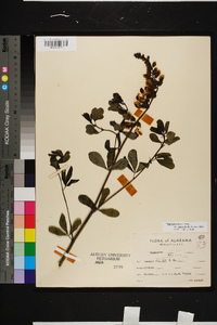 Baptisia alba image