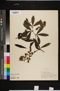 Baptisia bracteata image