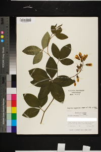 Baptisia megacarpa image