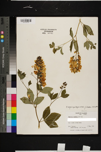 Baptisia megacarpa image