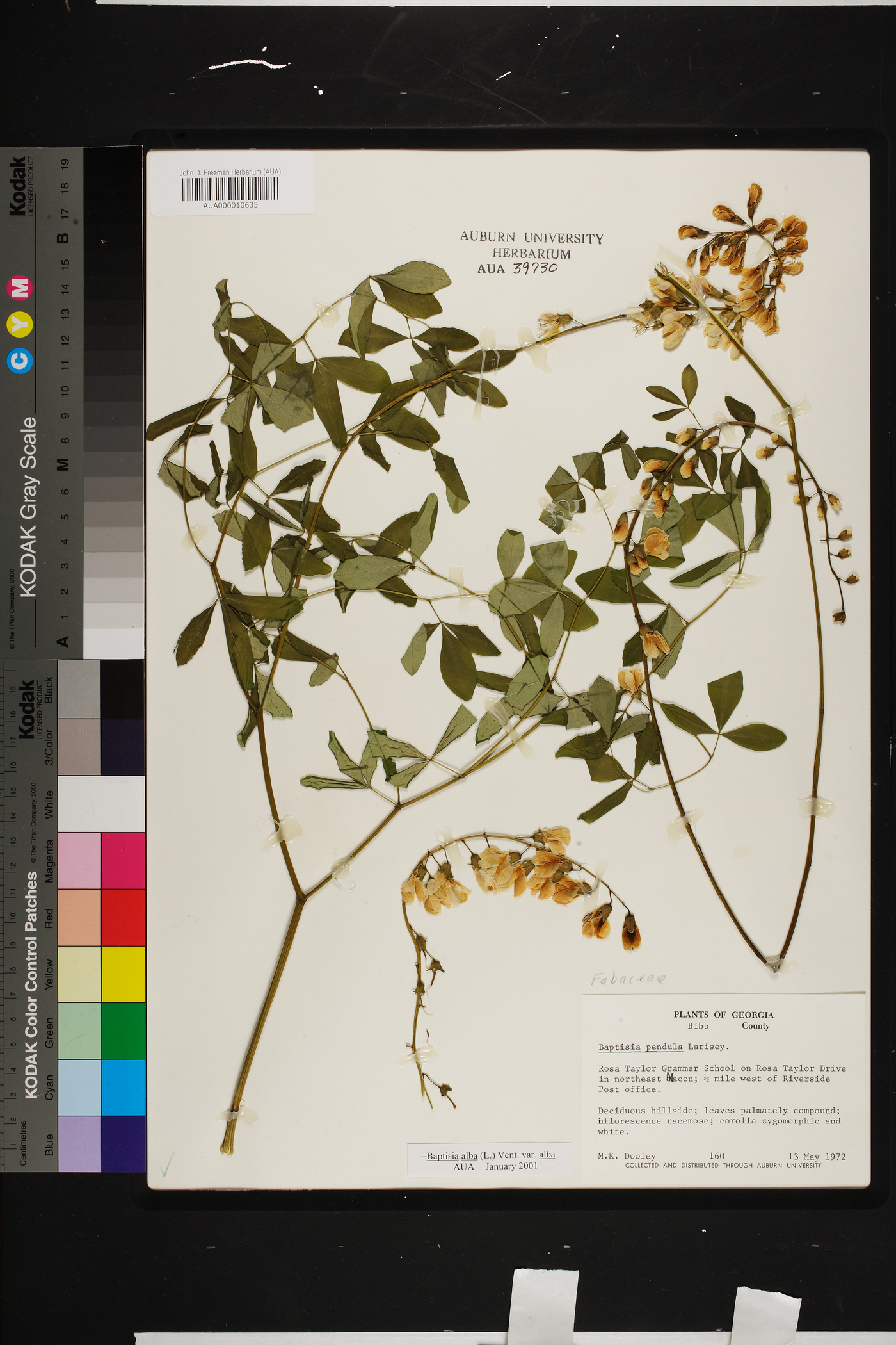 Baptisia alba var. alba image