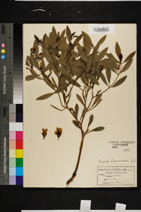 Baptisia lanceolata image