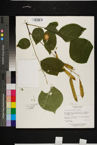 Cladrastis kentukea image