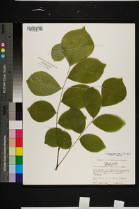 Cladrastis kentukea image