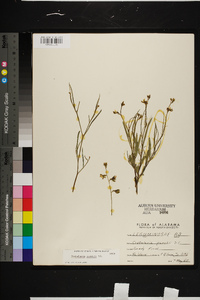 Crotalaria purshii image