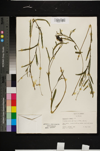 Crotalaria purshii image