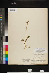 Crotalaria rotundifolia image