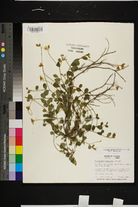 Crotalaria rotundifolia image