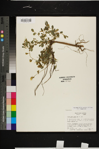 Crotalaria rotundifolia image