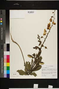 Crotalaria spectabilis image