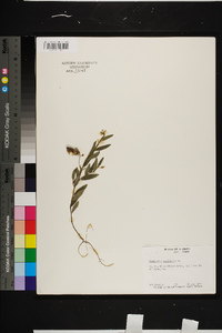 Crotalaria sagittalis image