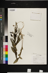 Crotalaria sagittalis image