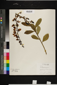 Crotalaria spectabilis image