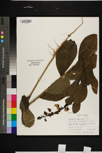 Crotalaria spectabilis image