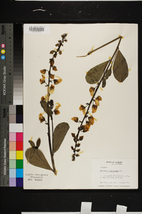 Crotalaria spectabilis image