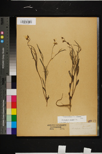 Crotalaria purshii image