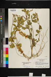 Crotalaria pallida var. obovata image