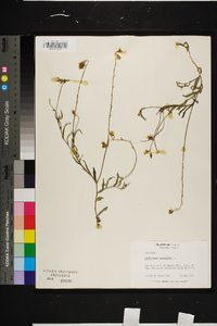 Crotalaria sagittalis image