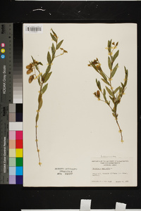 Crotalaria sagittalis image