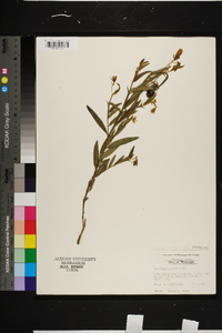 Crotalaria sagittalis image