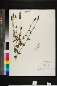 Dalea albida image