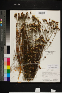 Dalea pinnata image