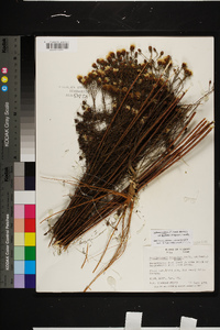 Dalea pinnata var. trifoliata image