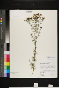 Dalea pinnata var. trifoliata image