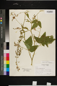 Desmodium canescens image