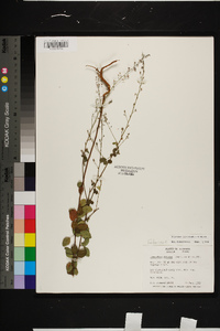 Desmodium ciliare image