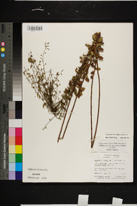 Desmodium ciliare image