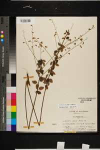 Desmodium ciliare image