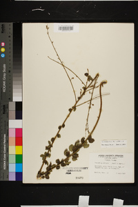 Desmodium ciliare image