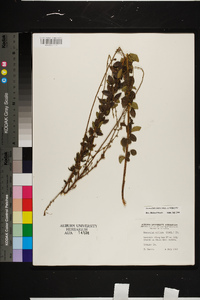 Desmodium ciliare image