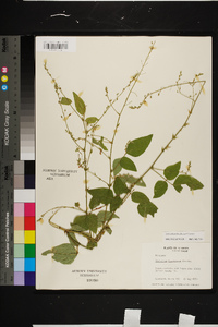 Desmodium floridanum image