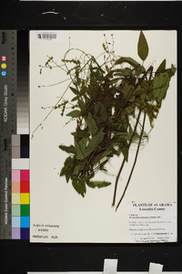 Desmodium glabellum image