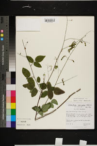 Desmodium laevigatum image