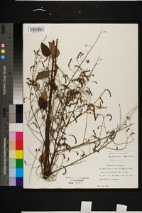 Desmodium laevigatum image