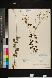 Desmodium marilandicum image